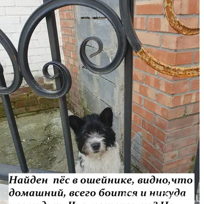 Пропал домашний пёс, Ленинский район Нового поселения