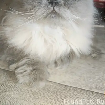 Пропал персидский кот Кузя, д. Игнатово