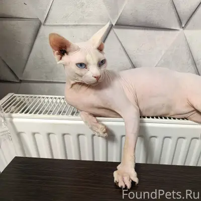 Пропал кот, ул. Софьи Перовской