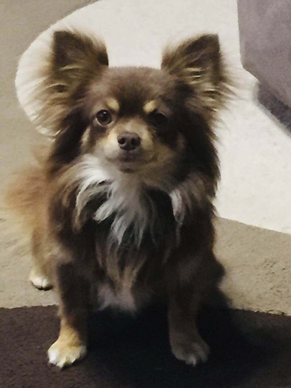 Пропала собака 