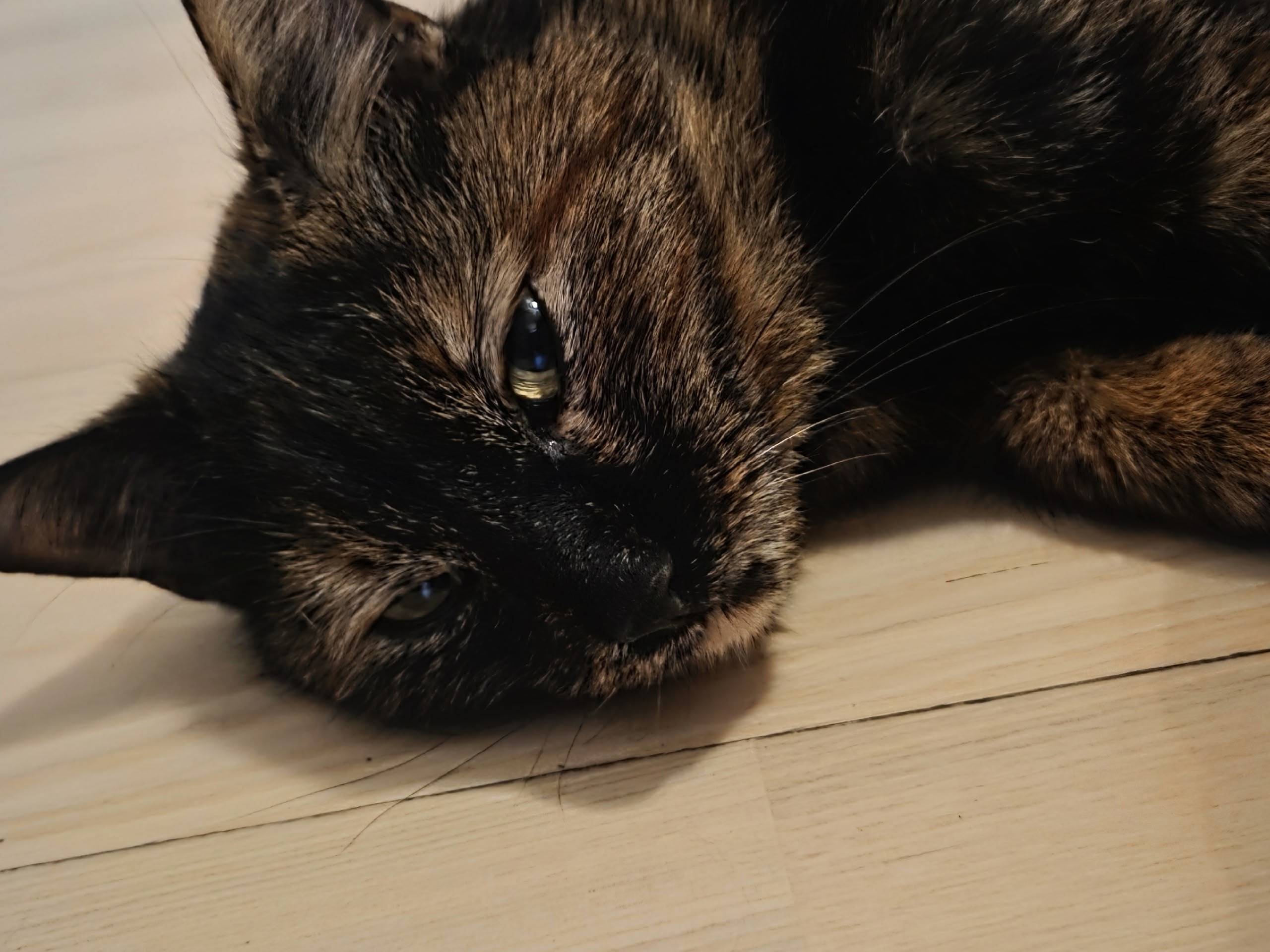 Найдена кошка в студгородке Лобачевского университета