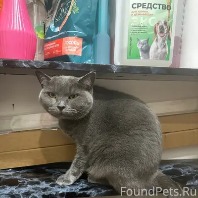 Найдена кошка, Британка, Бежицкий район