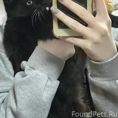 Пропал кот, тёмный окрас, улица Новая