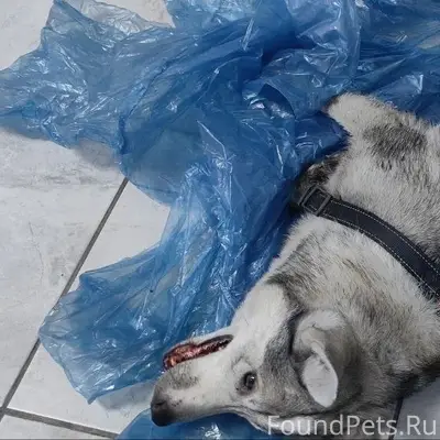Найден мальчик в шлейке, Мелиоративная