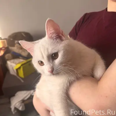 Пропал кот, пгт Волжский