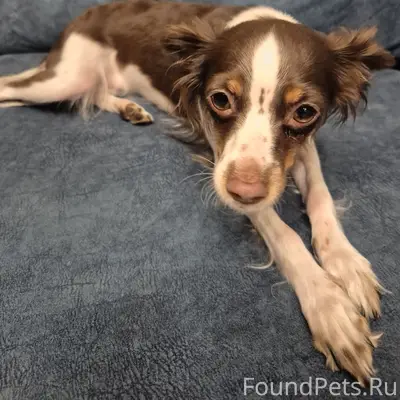 Найден пёс, Комарово