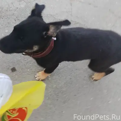 Найден щенок метис овчарки и хаски, Евпатория