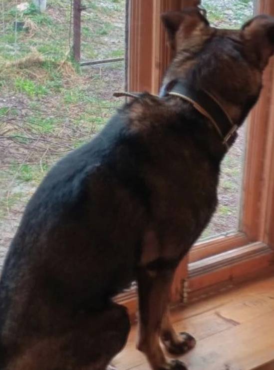 Пропал Мухтар, Щербинки