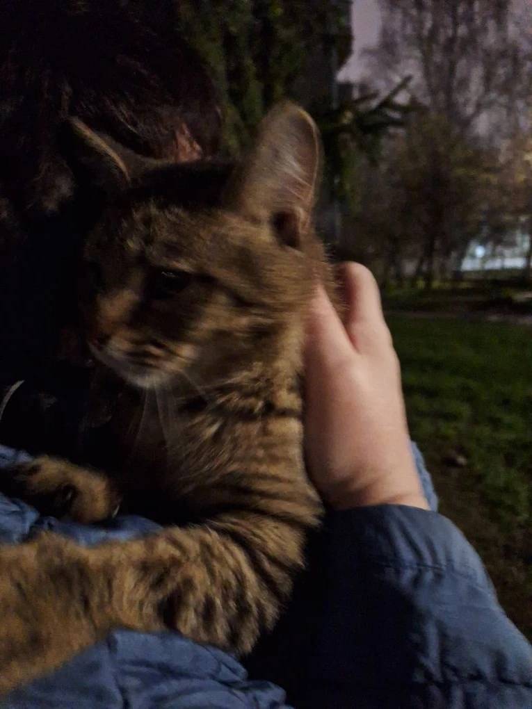 Найдена молодая домашняя кошка, Сормово