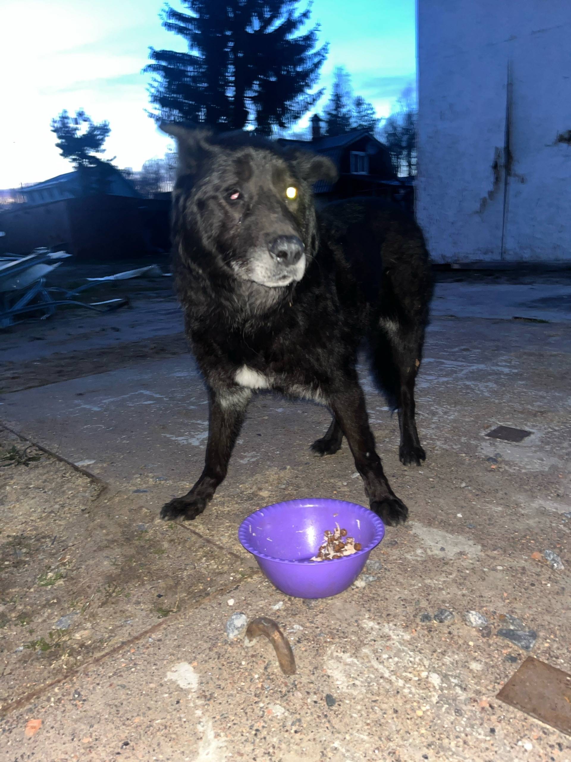 Найден старый кобель, слепой на один глаз, Борисова грива