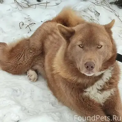Пропал пёс Балу, район Ткацкой, Колхозного лога