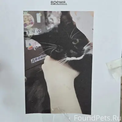 Пропал кот Толик, Брянск, Бежица