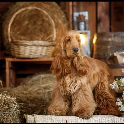 Пропал Английский Кокер Спаниель, Красково