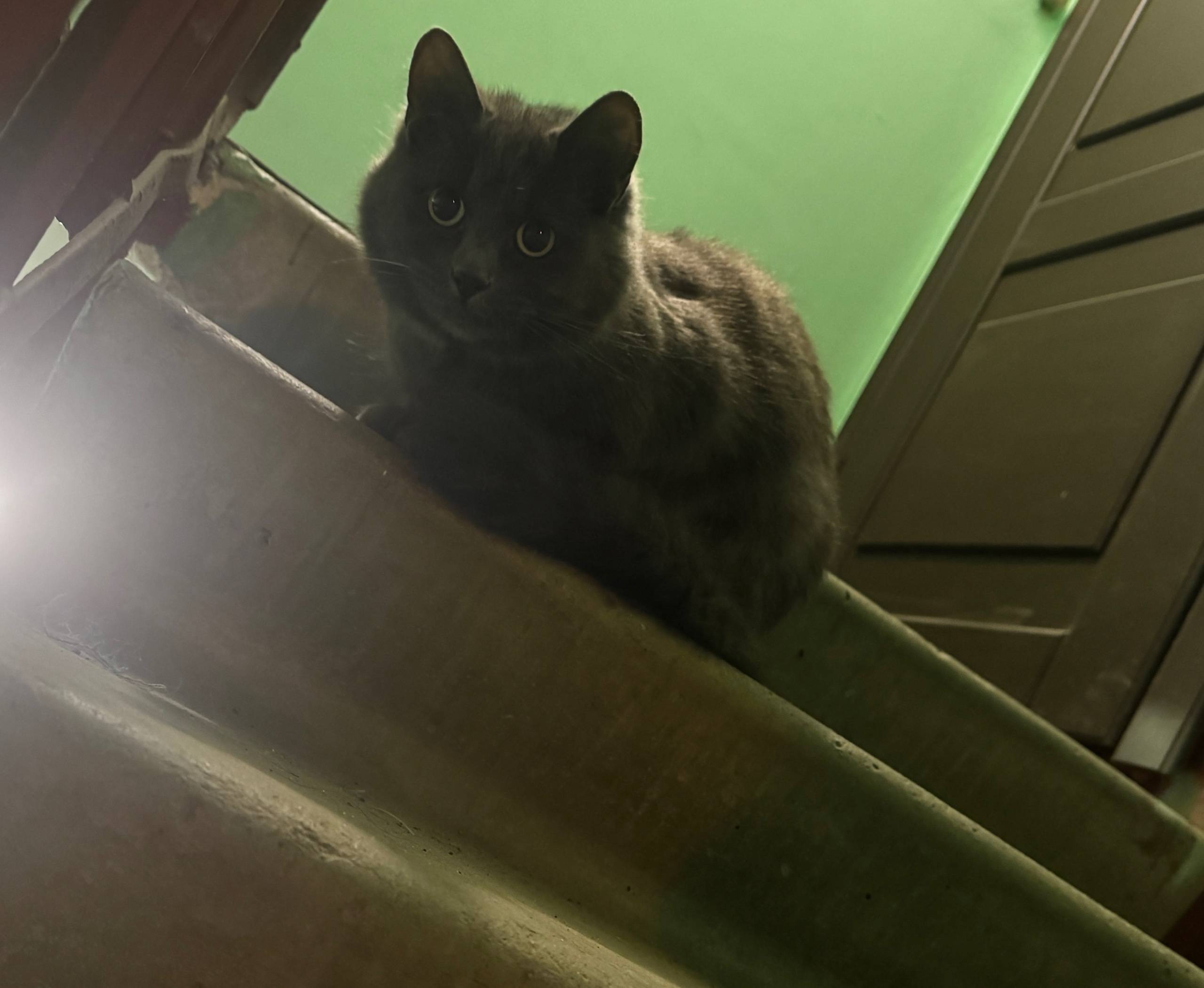 Пропал дымчатый кот, Кировский район