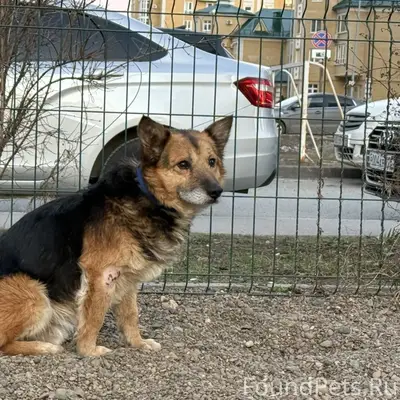 Пропала собака, Большие Дербышки