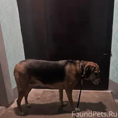 Найден тип собака, 7 микрорайон