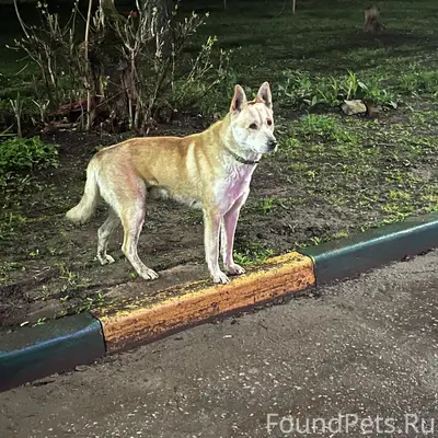 НАЙДЕНА СОБАКА
