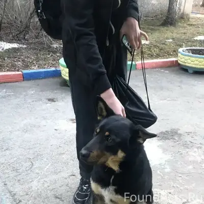 Пропал пёс, чёрный с белым/рыжим, Екатеринбург, Уктус