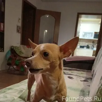 Пропал пёс Рич, район Японии