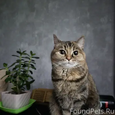 Пропала кошка Моня, в районе 12 дома