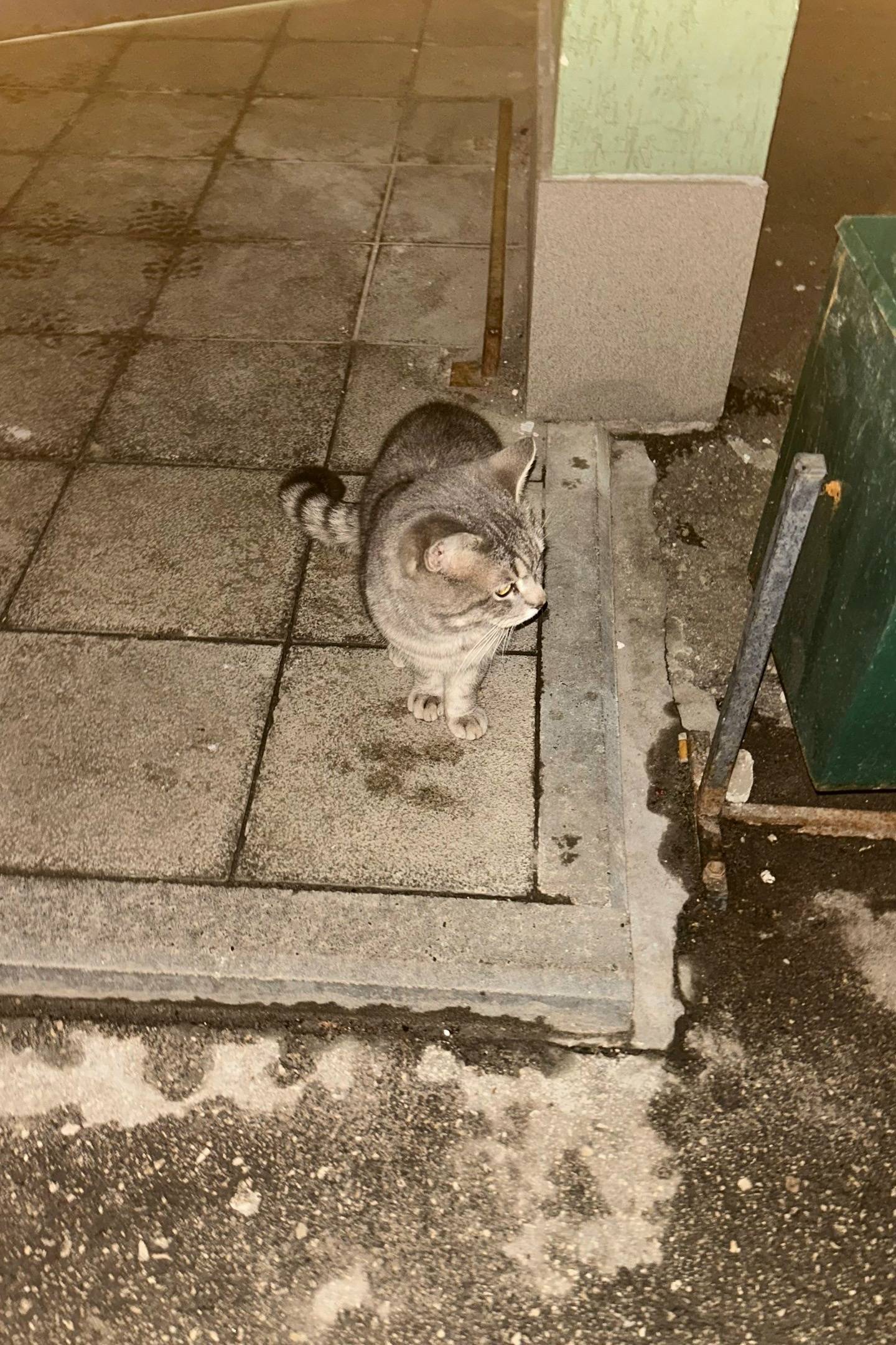 Найден кот, серый с полосками, Ленинский район