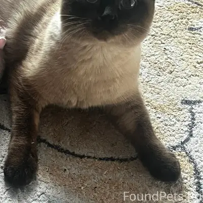 Пропал сиамский кот Юки, Октябрьский проспект