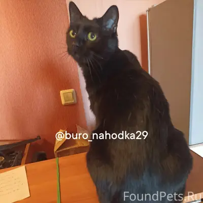 Пропал чёрный кот Биги, Дзержинского 17 к.1