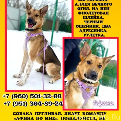 Пропала собака Афина, Иваново, Сортировка