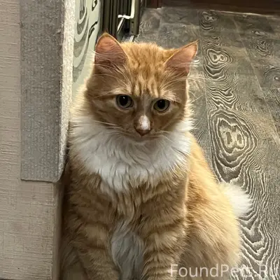 Пропал рыжий кот, Красносельский район