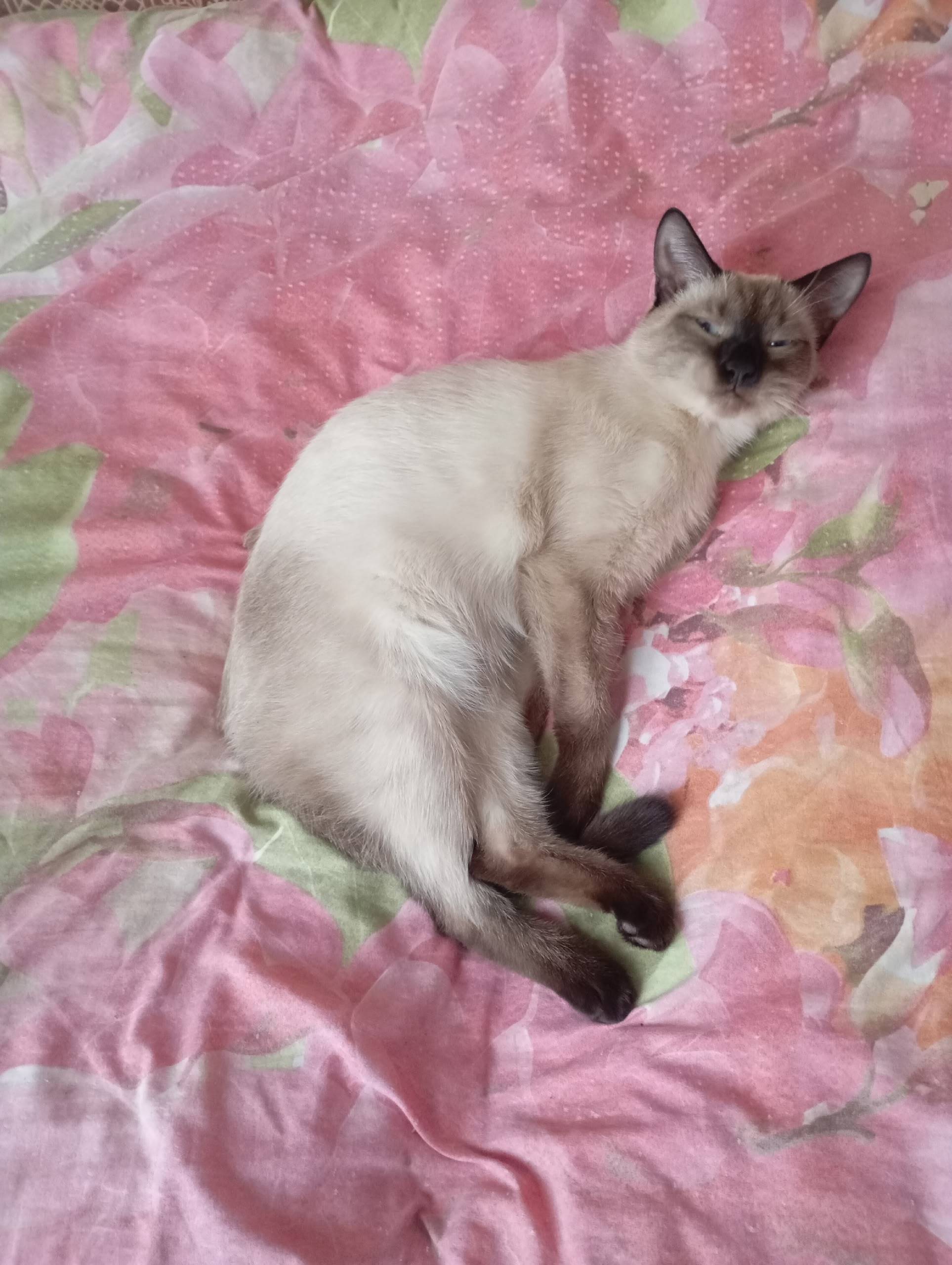 Пропал сиамский котёнок, без местоположения