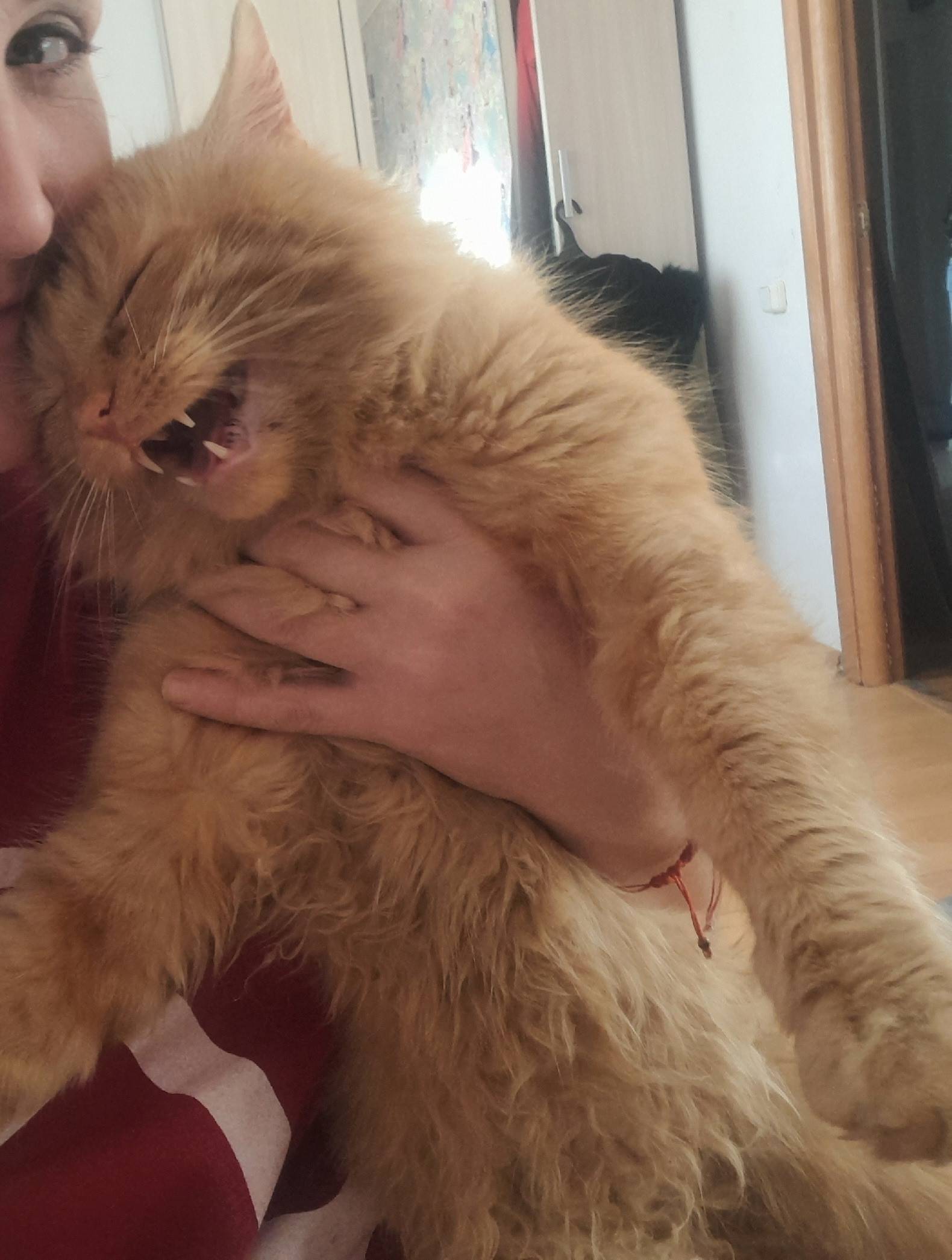 Пропал рыжий кот Мурзик, с. Ул. Западная