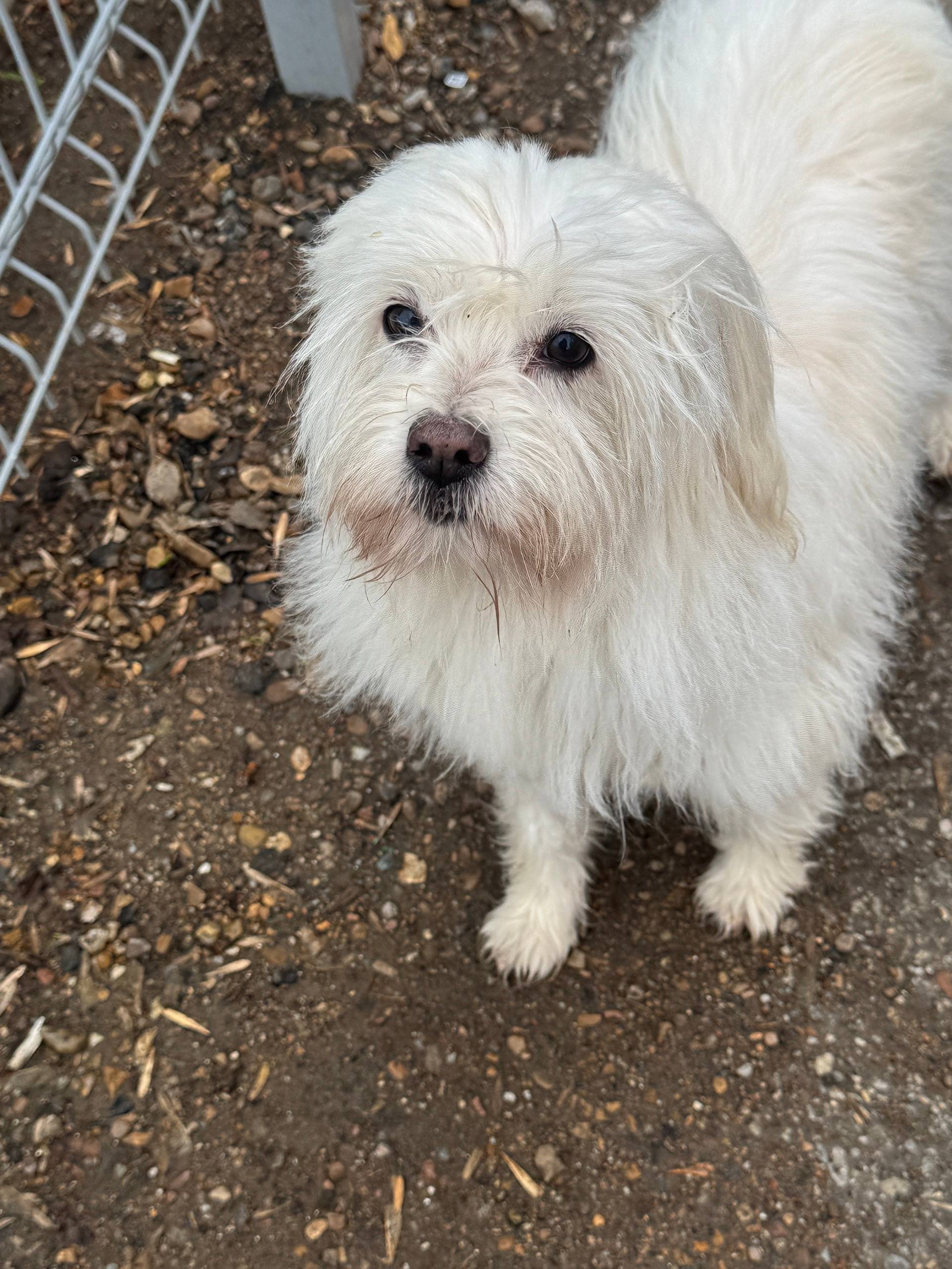 Пропала собака, неизвестное местоположение