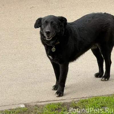 Пропал пёс Гризли, возле метро Победа