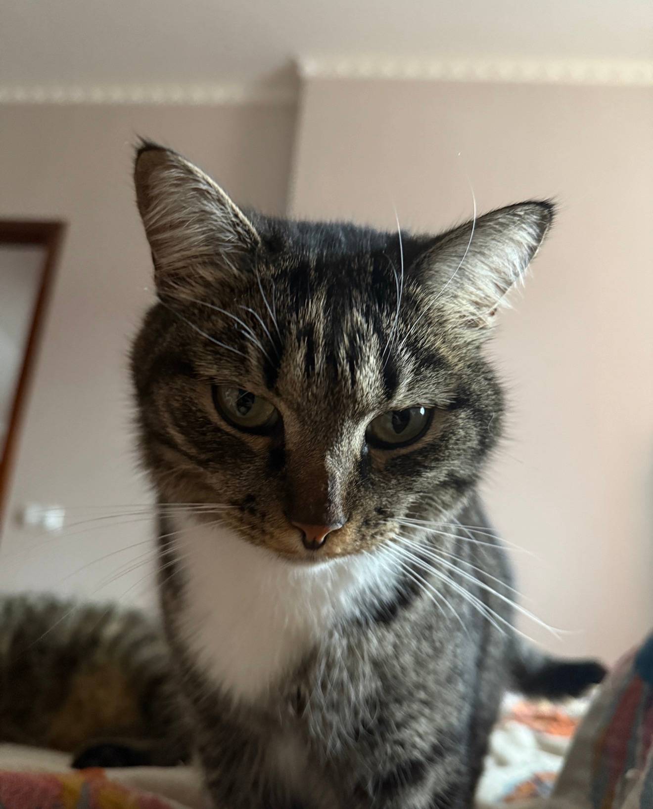 Пропала кошка Муся, улица Ленина