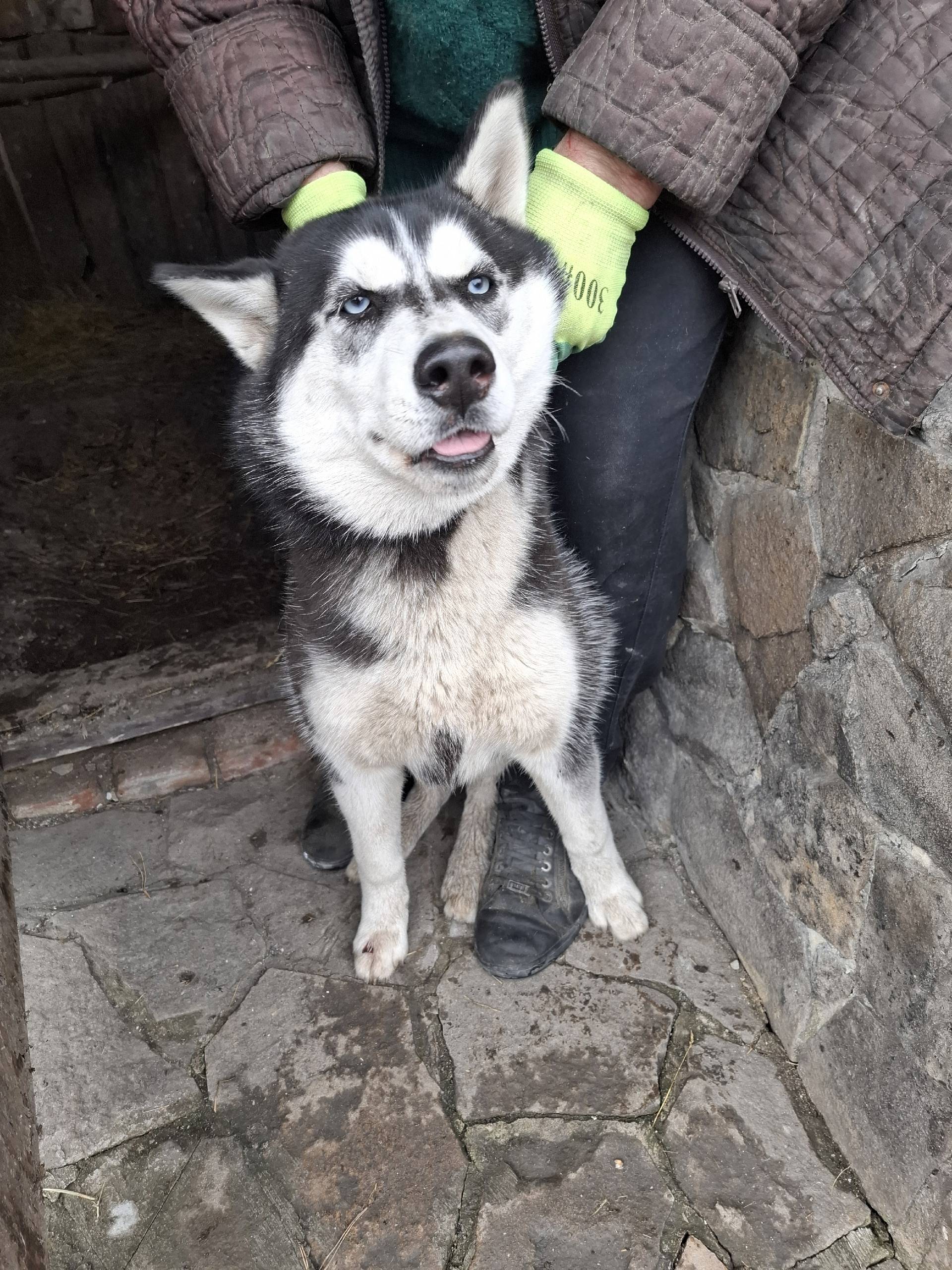 Найдена собака хаски Челси, Макеевка