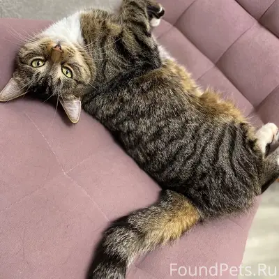 Пропала кошка Буся