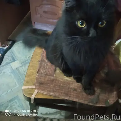 Пропал кот, гора