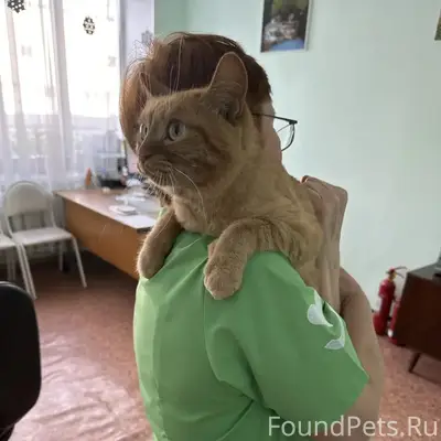 Найден кот, район 2 городской больницы
