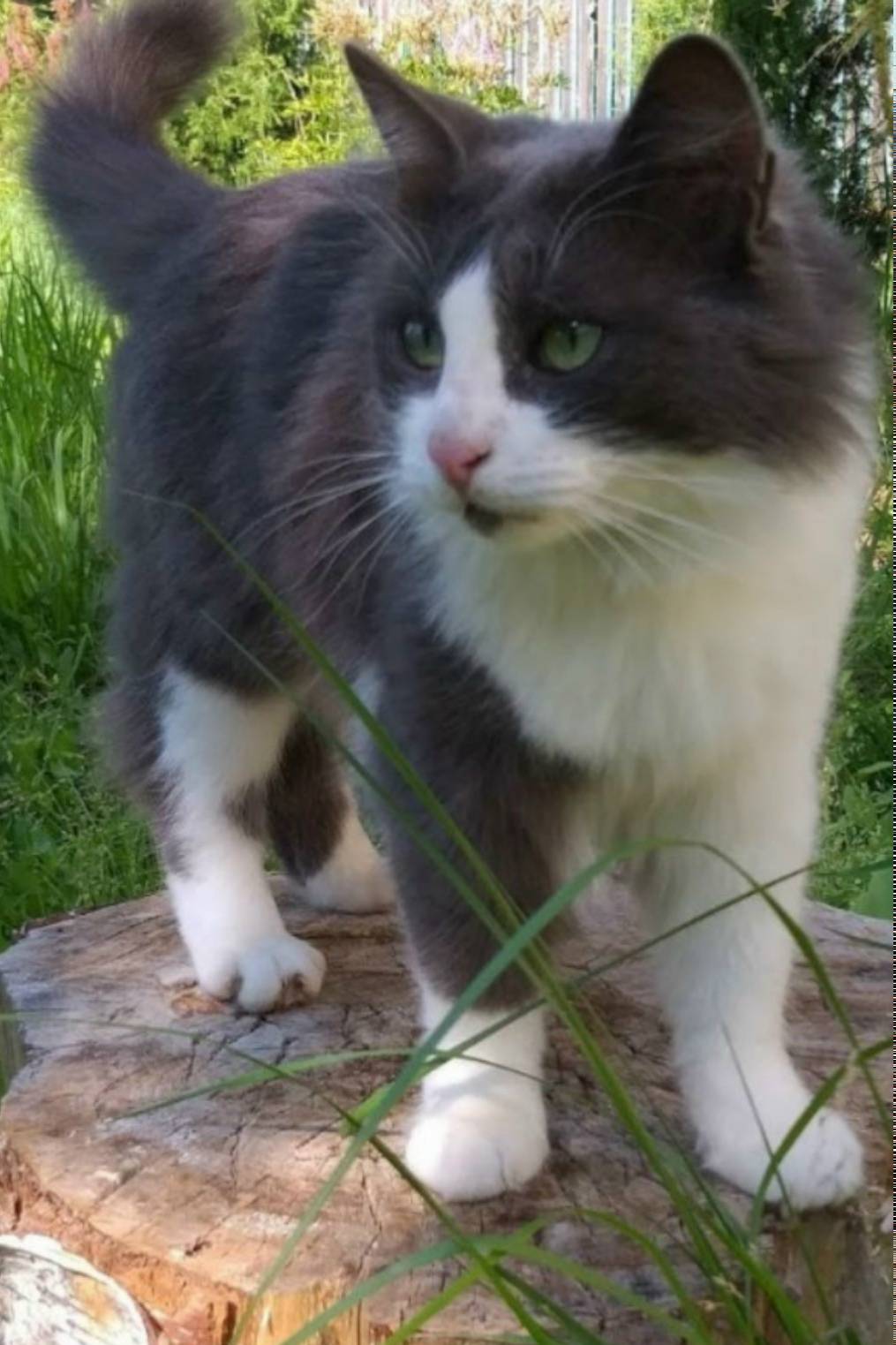 Пропал кот Феликс, мкр. Энергетик