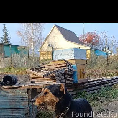 Пропал пёс Рекс, улица Светлая
