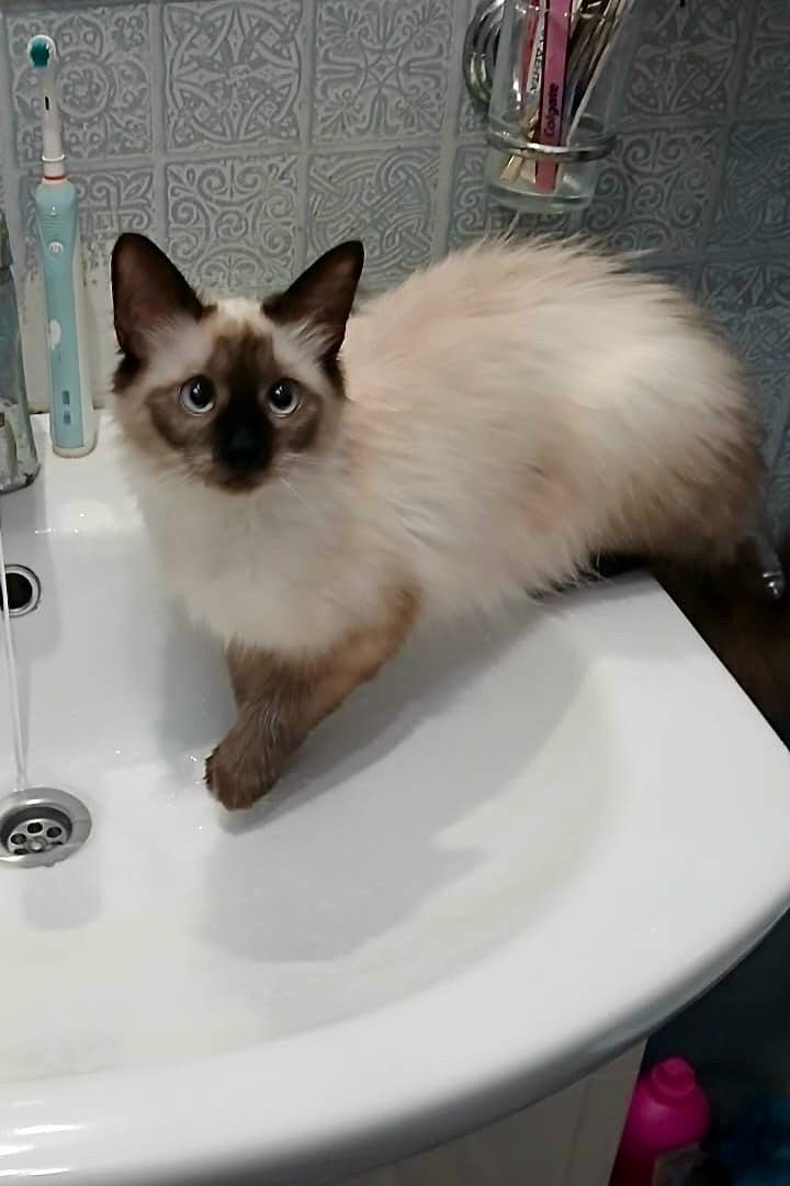 Пропала кошка Мотя (Булочка), рп Обухово