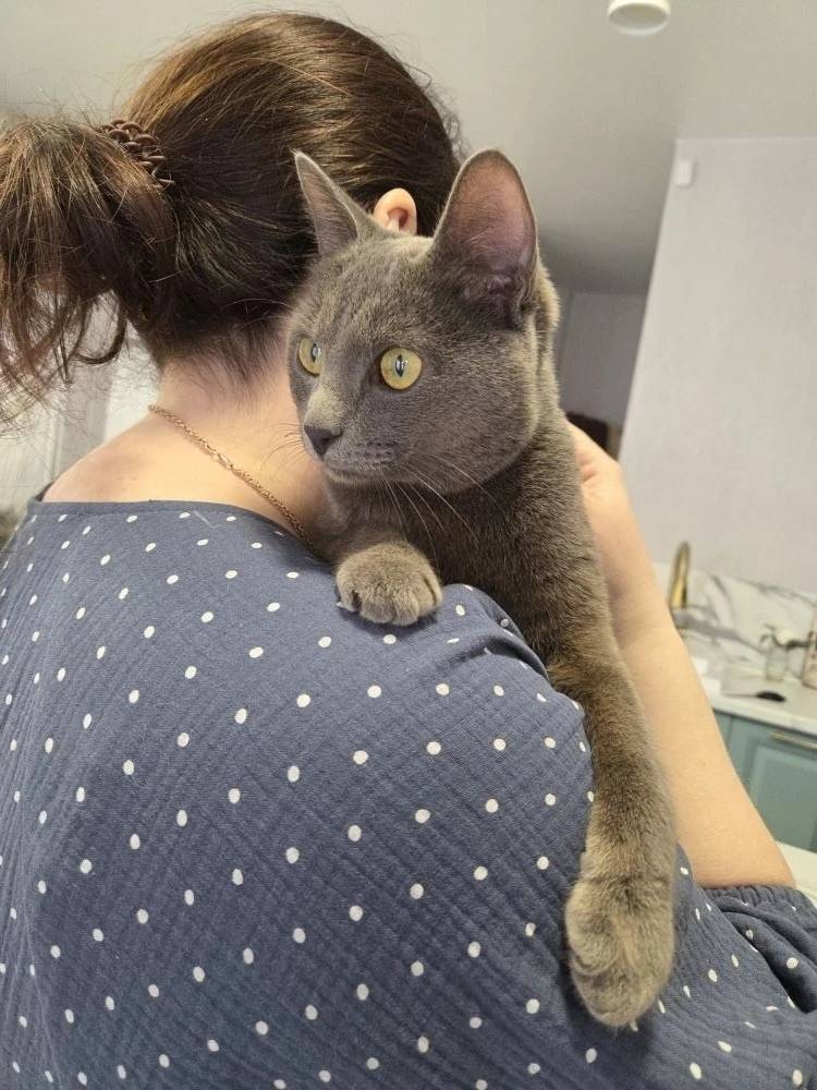 Найден кот, Бийск, Букетная 22