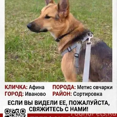 Пропала трехцветная собака Афина, Иваново