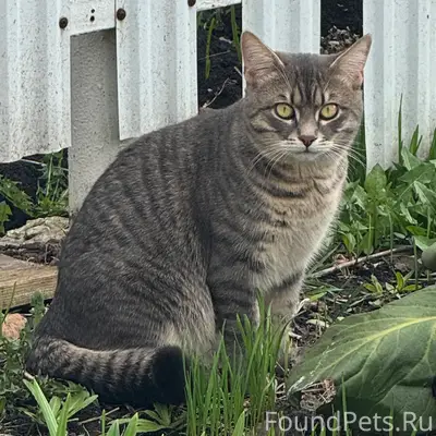 Пропал кот Марс, Сергиевск-Аэродром
