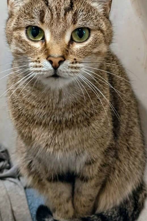 Пропала кошка Феникс, Танкистов, 6