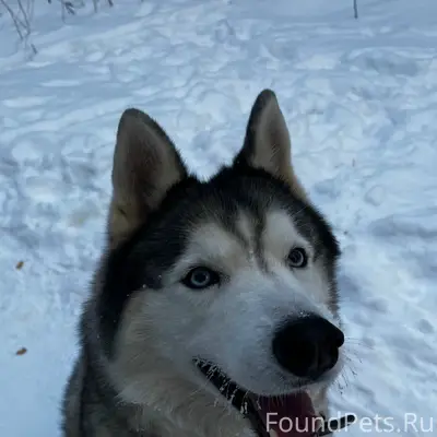 Пропал пес Кекс, Бобачевская роща