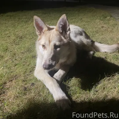 Найден щенок, [место: санаторий Сосновая горка]