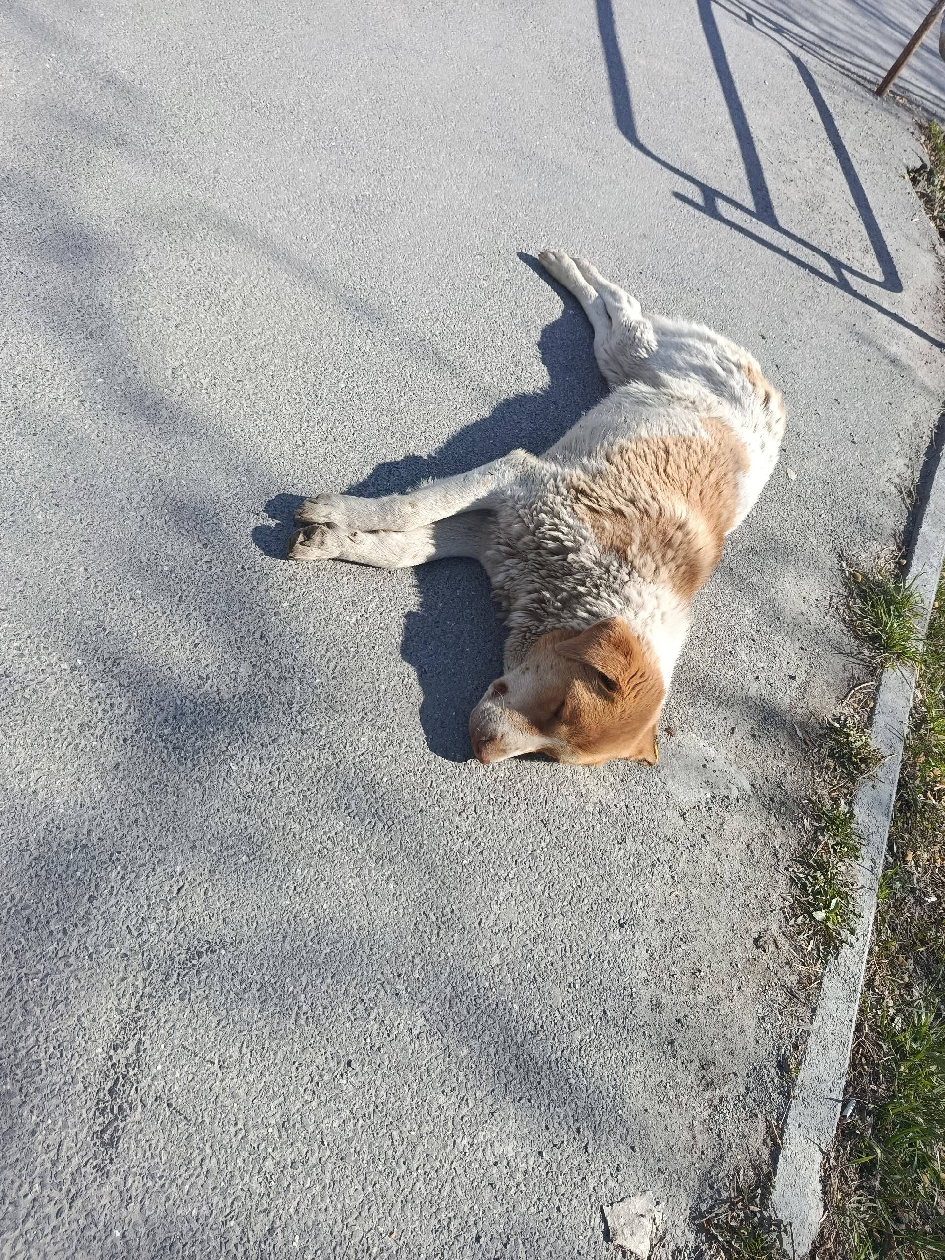 Найден щенок, дши номер 2, Степана Разина дом 2