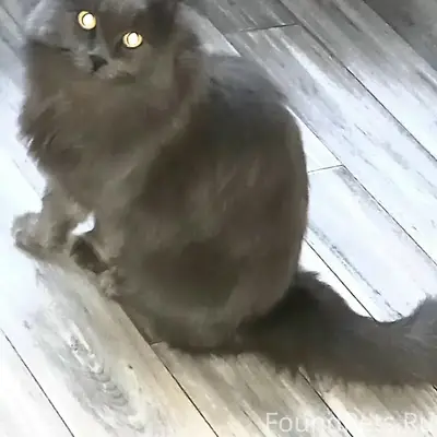 Пропала кошка, Московский район