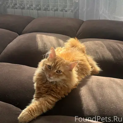 Пропал рыжий кот, 1 мкр дом 17
